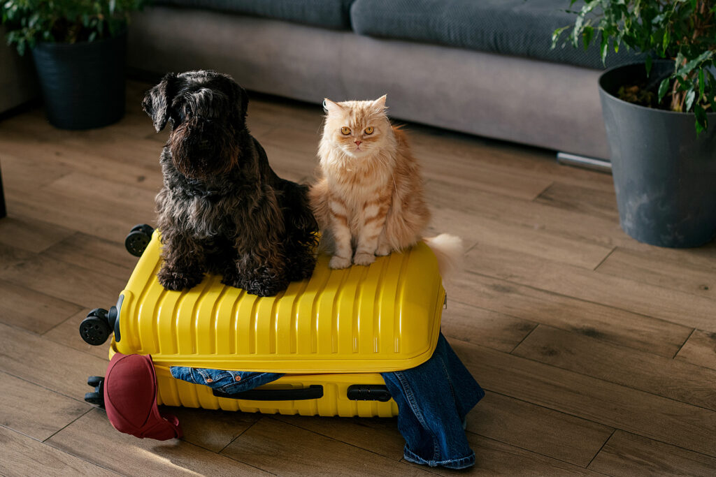 Viajes Felices con Mascotas: Guía para un Trayecto Cómodo y Seguro