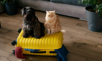 Viajes Felices con Mascotas: Guía para un Trayecto Cómodo y Seguro